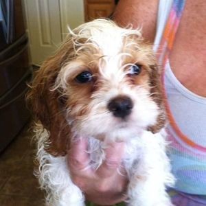 Meet your Posher, Joanne